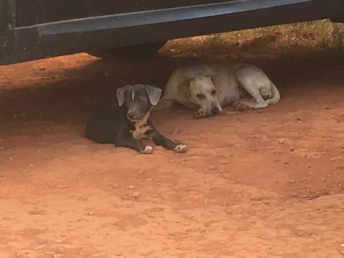 Cachorro ra a SRD idade 2 anos nome Sem nome