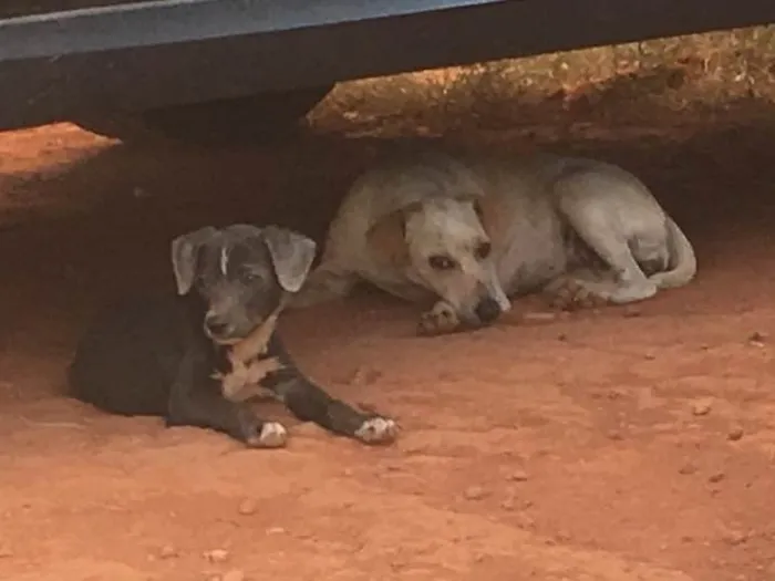 Cachorro ra a SRD idade 2 anos nome Sem nome