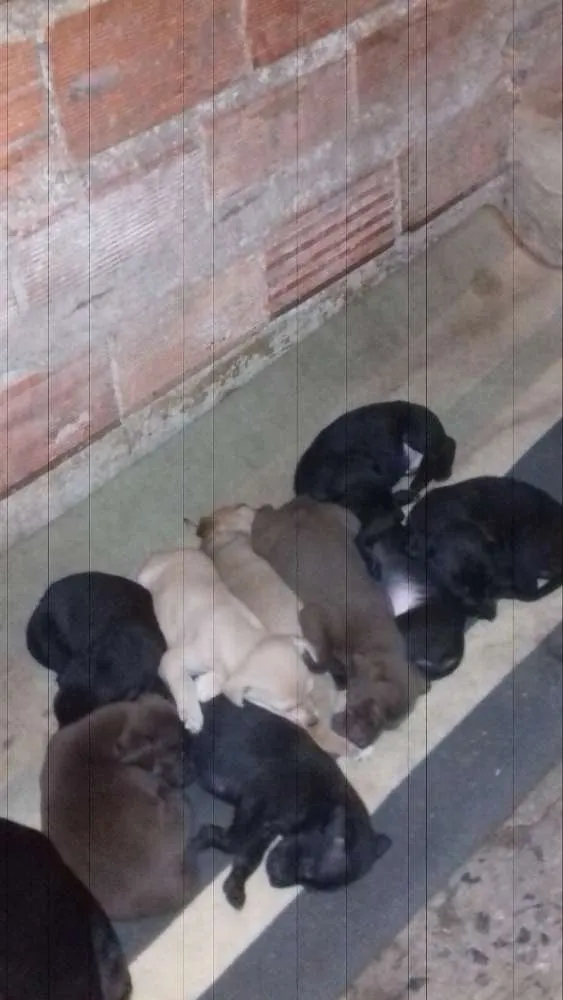 Cachorro ra a variadas idade 2 a 6 meses nome filhotes