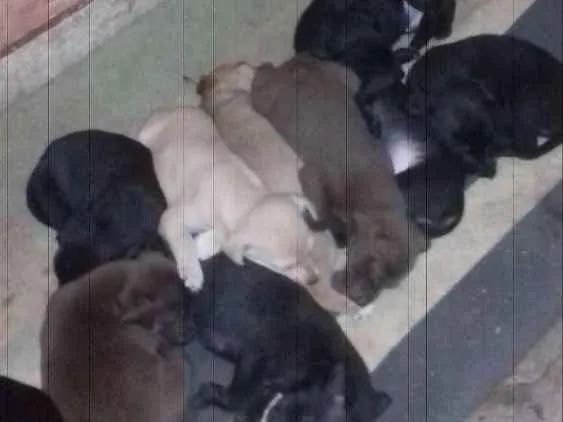 Cachorro ra a variadas idade 2 a 6 meses nome filhotes