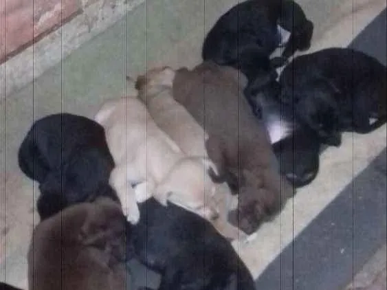 Cachorro ra a variadas idade 2 a 6 meses nome filhotes