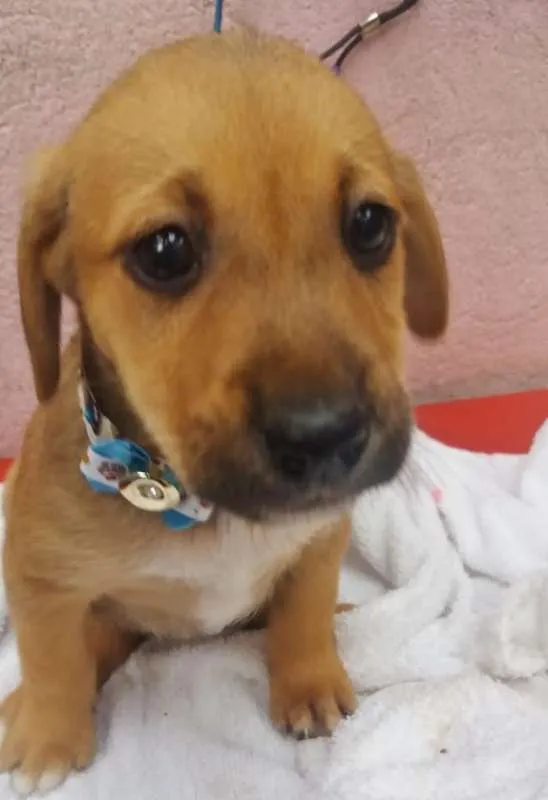 Cachorro ra a SRD idade 2 a 6 meses nome PEQUERRUCHA