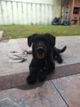 Lulu