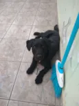 Lulu