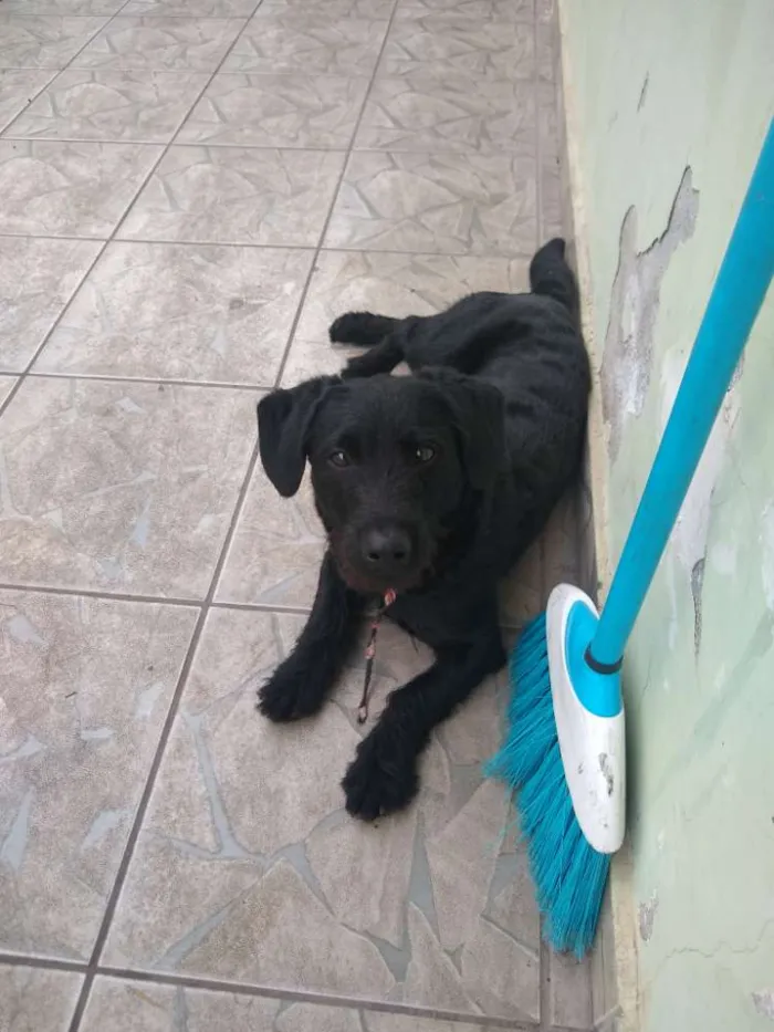 Cachorro ra a Não sei  idade 7 a 11 meses nome Lulu