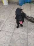 Lulu