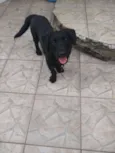 Lulu