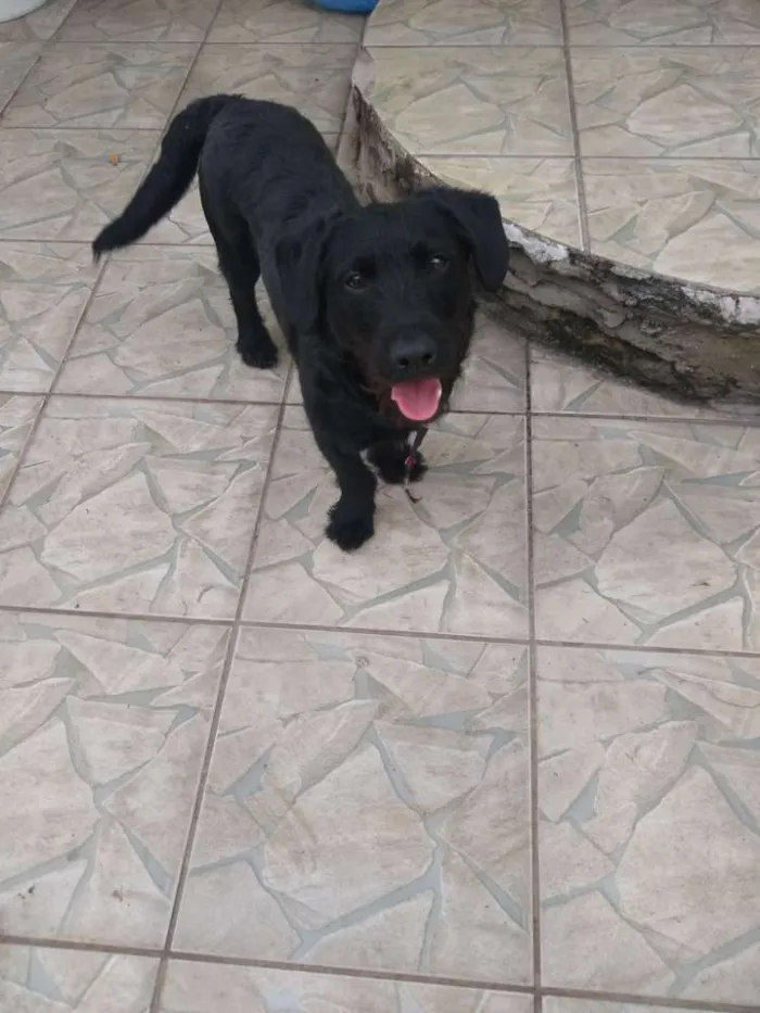 Cachorro ra a Não sei  idade 7 a 11 meses nome Lulu