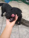Lulu