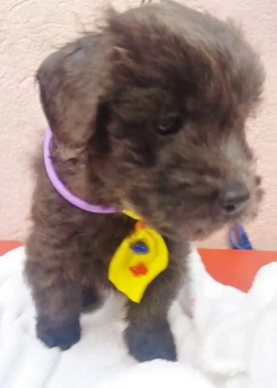 Cachorro ra a SRD idade 2 a 6 meses nome CRESPINHO