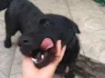 Lulu