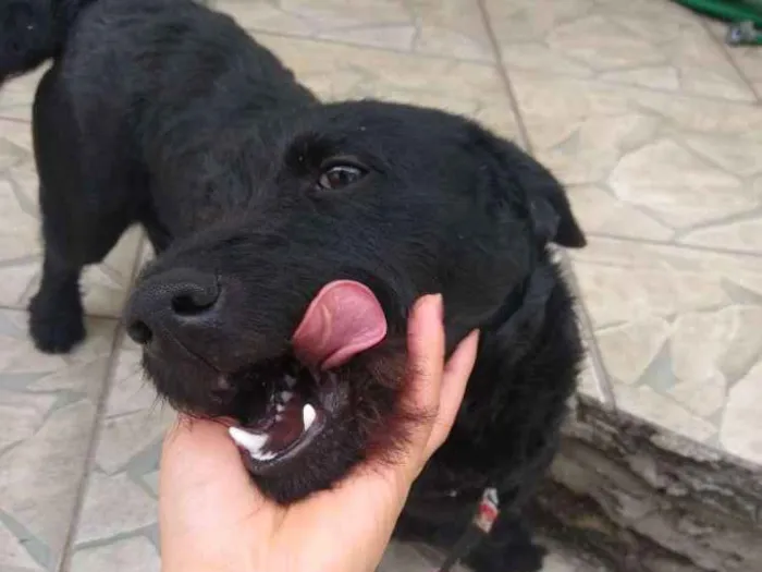 Cachorro ra a Não sei  idade 7 a 11 meses nome Lulu