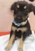 PIMPOLHINHA