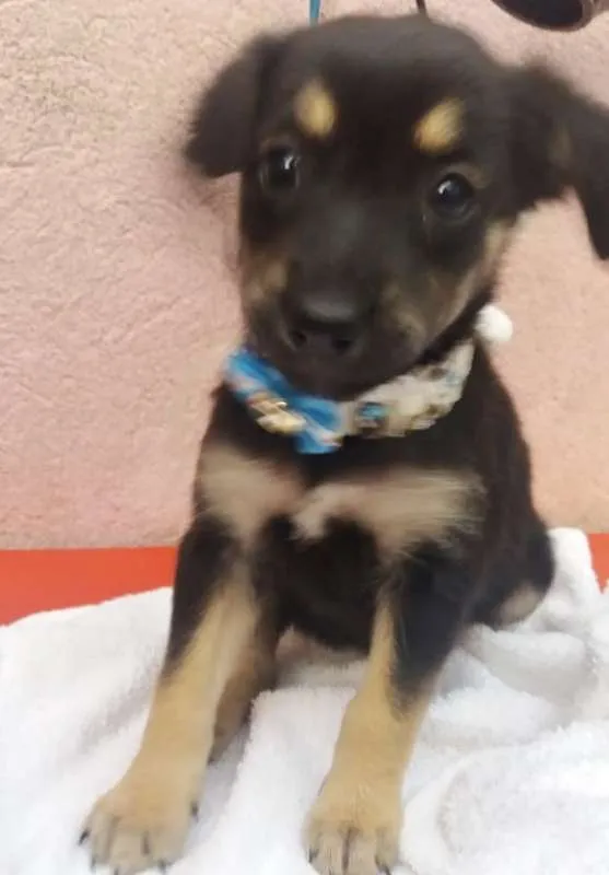Cachorro ra a SRD idade 2 a 6 meses nome PIMPOLHINHA