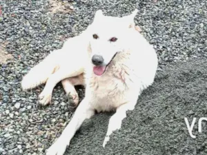 Cachorro raça Pastor suíço branco idade 3 anos nome Viny e meg