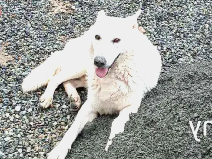 Cachorro ra a Pastor suíço branco idade 3 anos nome Viny e meg