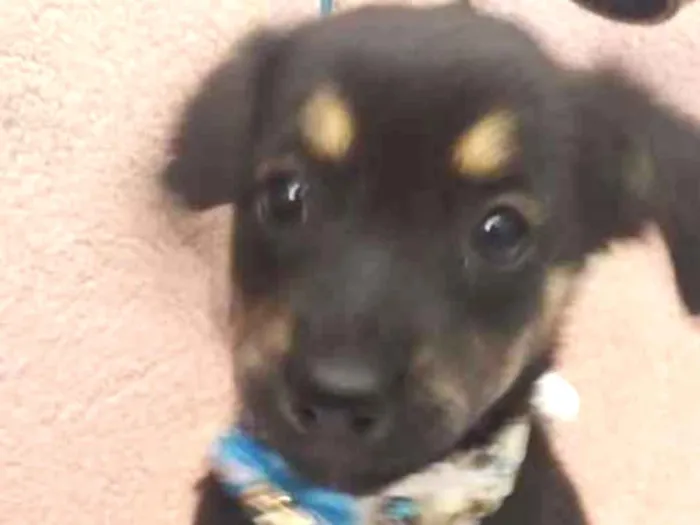 Cachorro ra a SRD idade 2 a 6 meses nome PIMPOLHINHA
