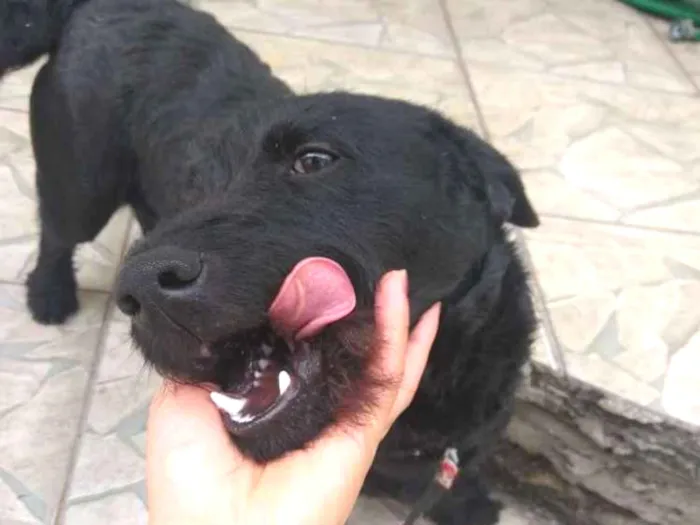 Cachorro ra a Não sei  idade 7 a 11 meses nome Lulu