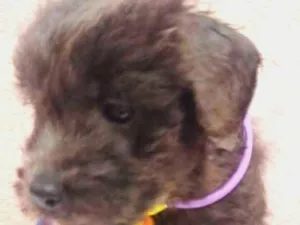 Cachorro raça SRD idade 2 a 6 meses nome CRESPINHO