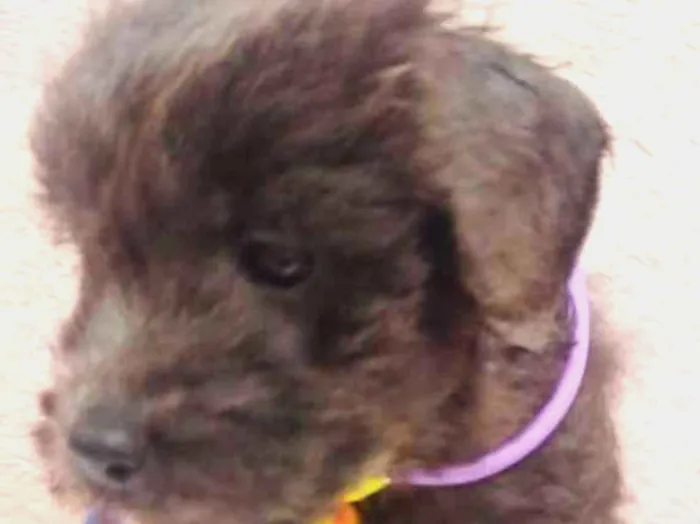 Cachorro ra a SRD idade 2 a 6 meses nome CRESPINHO