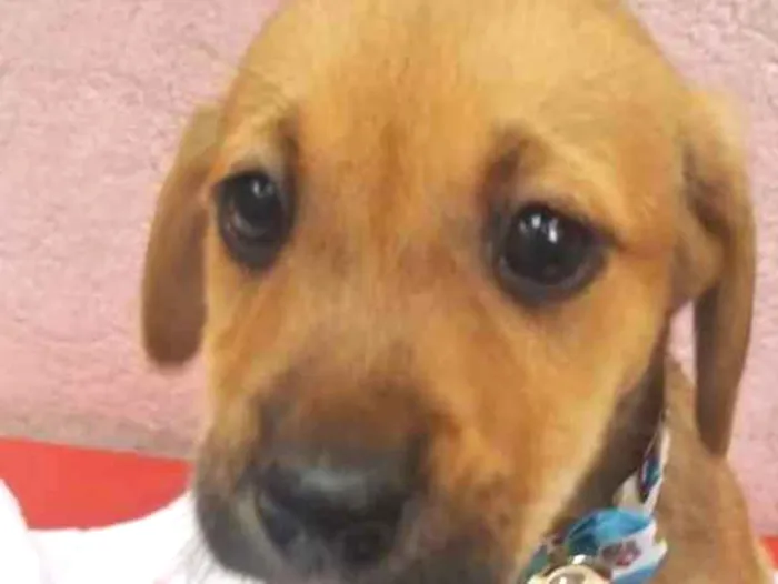 Cachorro ra a SRD idade 2 a 6 meses nome PEQUERRUCHA