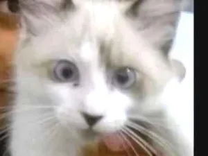 Gato raça Sianesa idade 1 ano nome Mingau
