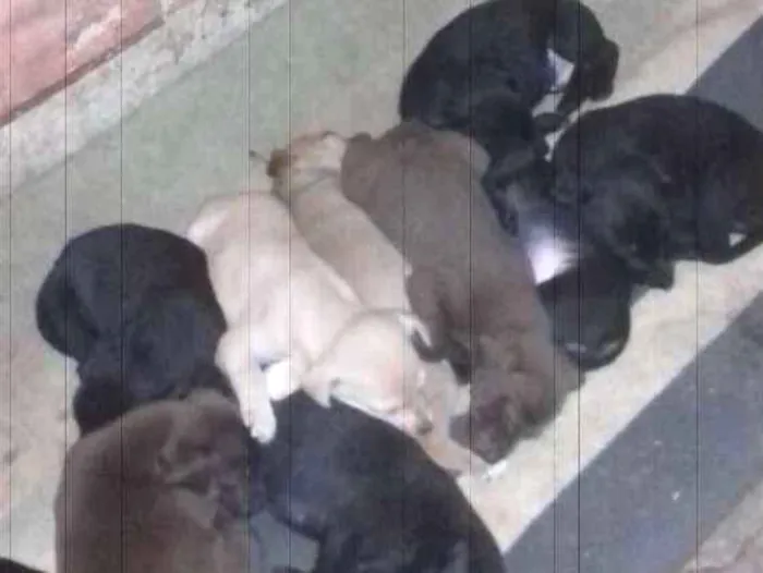 Cachorro ra a variadas idade 2 a 6 meses nome filhotes