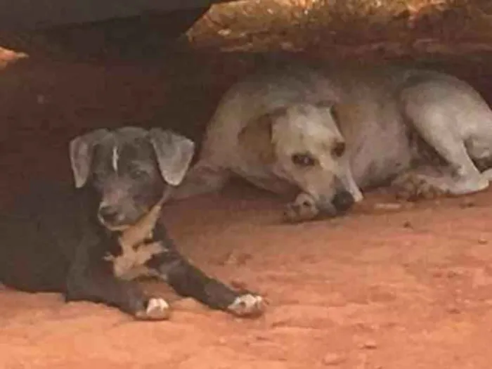 Cachorro ra a SRD idade 2 anos nome Sem nome