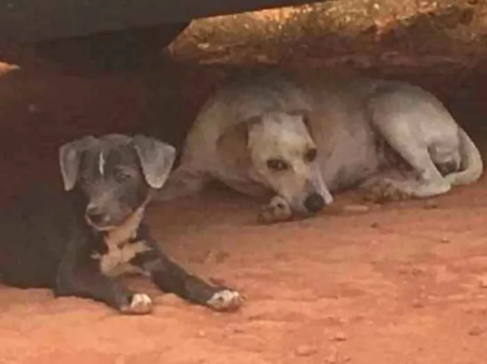 Cachorro ra a SRD idade 2 anos nome Sem nome