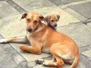 Cachorro raça SRD (Vira Lata) idade 2 anos nome Dora