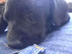 Cachorro raça Vira-Lata idade 2 a 6 meses nome Yrene