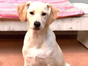 Cachorro raça Srd idade 2 a 6 meses nome Max