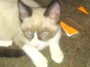 Gato raça Indefinida idade 2 a 6 meses nome Sialata