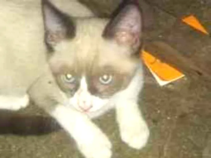 Gato ra a Indefinida idade 2 a 6 meses nome Sialata
