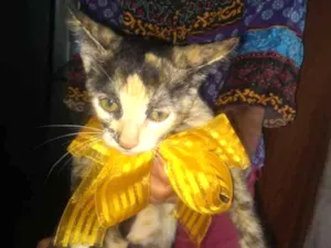 Gato raça Indefinida idade 2 a 6 meses nome Tricolor 