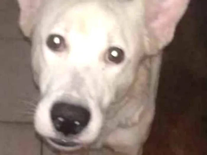 Cachorro ra a SRD idade 2 anos nome Algodão 