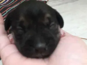 Cachorro raça Vira lata  idade Abaixo de 2 meses nome Não tem nome 4 filho