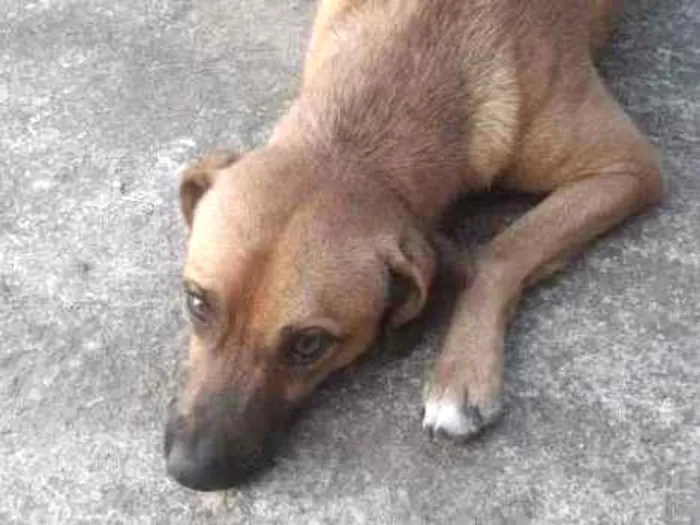 Cachorro ra a Vira lata  idade 1 ano nome Urubulino