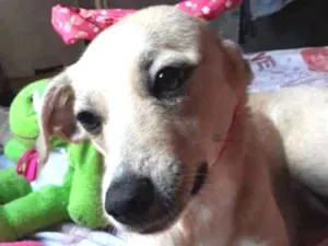 Cachorro raça SRD idade 1 ano nome Maya