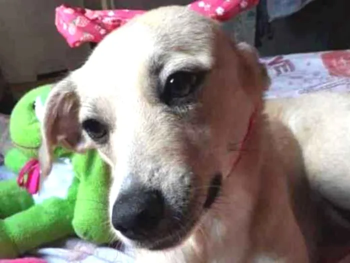 Cachorro ra a SRD idade 1 ano nome Maya