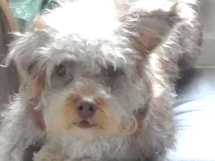 Cachorro ra a Vira lata  idade 7 a 11 meses nome Toddy