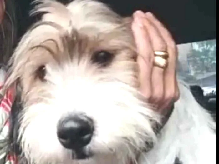 Cachorro ra a  idade 7 a 11 meses nome Dóris 