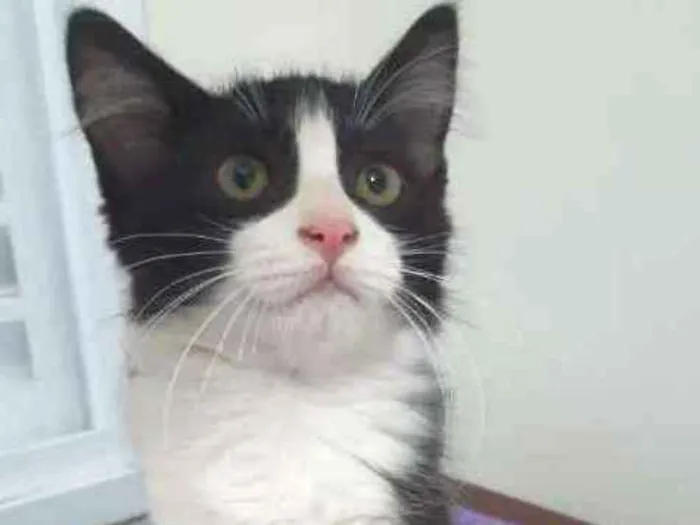 Gato ra a SRD idade 2 a 6 meses nome Dublin