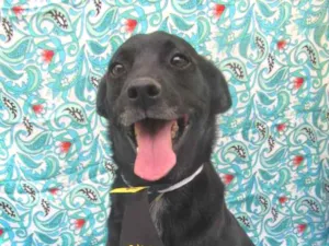 Cachorro raça Srd idade 3 anos nome Totó 