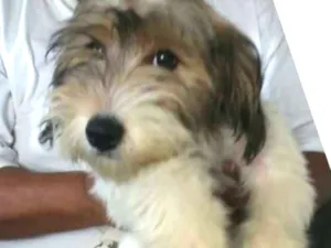 Cachorro raça  idade 7 a 11 meses nome Dóris 