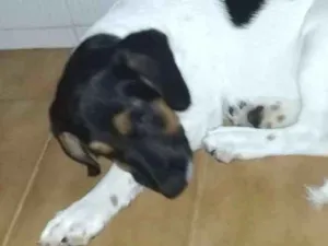 Cachorro raça Max de Labrador  idade 2 a 6 meses nome Iara