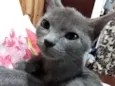Cinzinha