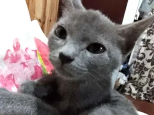 Gato raça Sem raça idade 7 a 11 meses nome Cinzinha