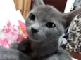 Cinzinha