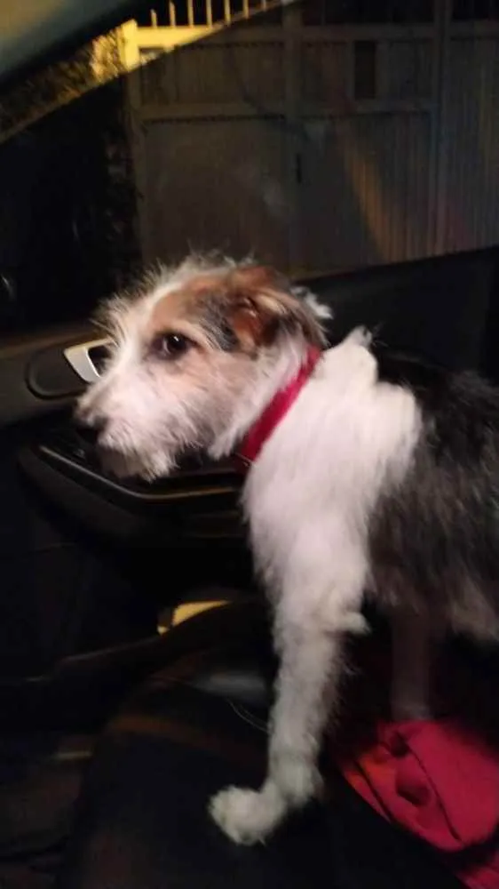 Cachorro ra a SRD idade 7 a 11 meses nome Maya
